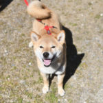 柴犬たおちゃんの写真3