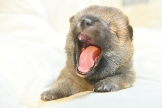 アクビする柴犬の子犬