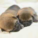 生後19日目のオスの柴犬の子犬