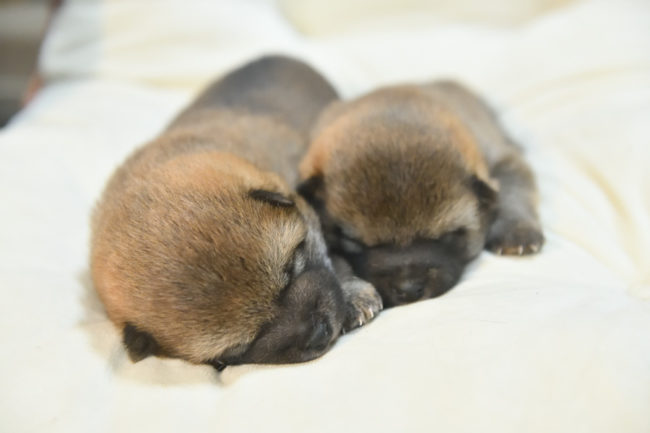 生後19日目のオスの柴犬の子犬