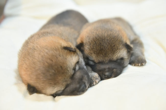 生後19日目のオスの柴犬の子犬2