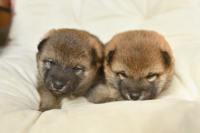 生後23日目の柴犬の子犬