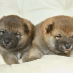 生後23日目の柴犬の子犬