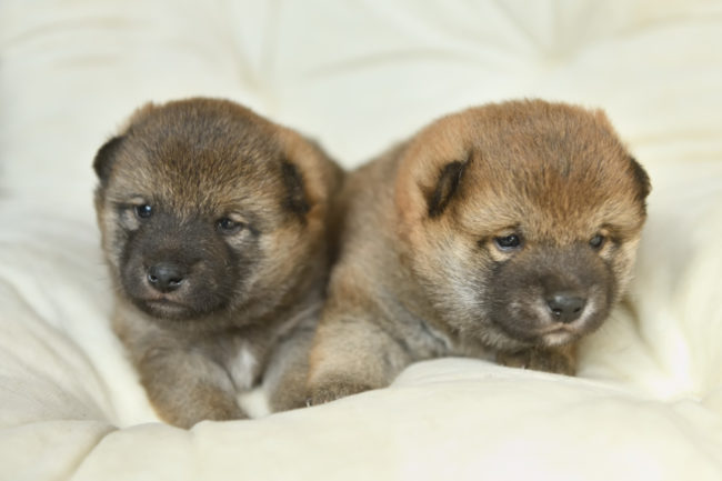 生後23日目の柴犬の子犬