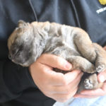 見学中の子犬の様子です