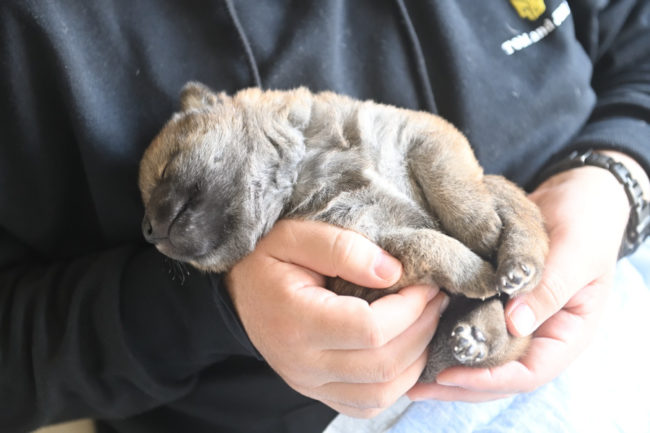 見学中の子犬の様子です