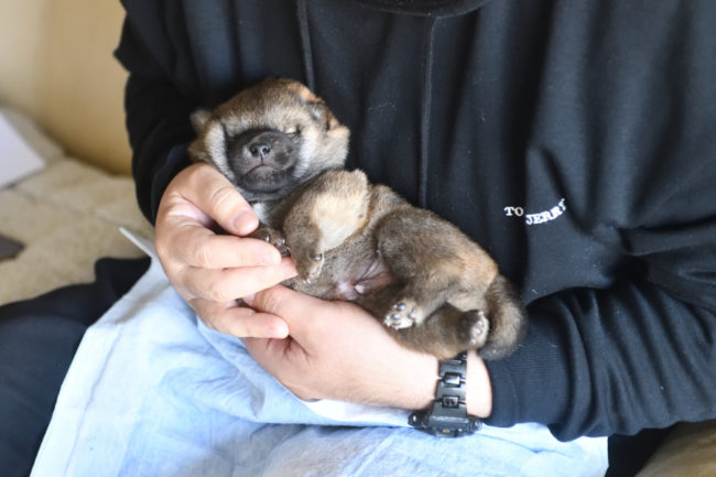 見学中の子犬の様子です