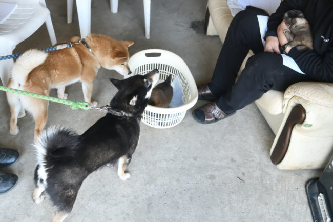 見学中の柴犬菊次郎くんと黒柴花ちゃん