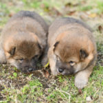 外遊び開始の柴犬の子犬