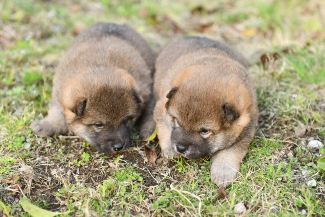 外遊び開始の柴犬の子犬