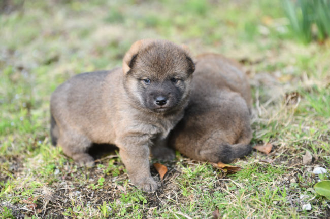外遊び開始の柴犬の子犬