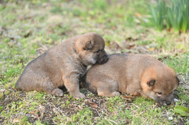 外遊び開始の柴犬の子犬