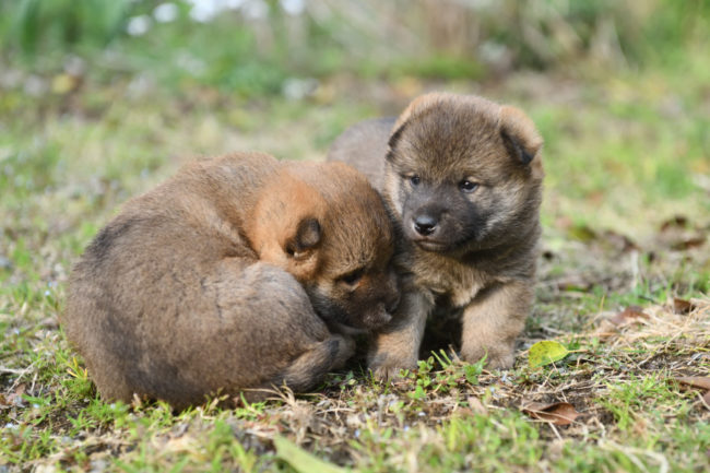 外遊び開始の柴犬の子犬