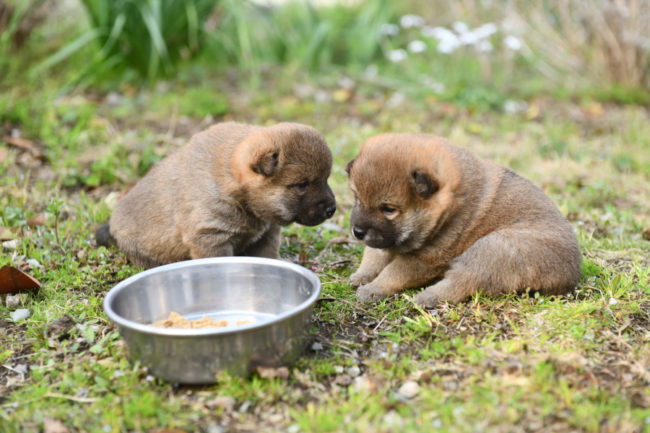 離乳食開始の柴犬の子犬
