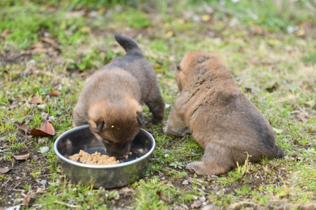 離乳食開始の柴犬の子犬