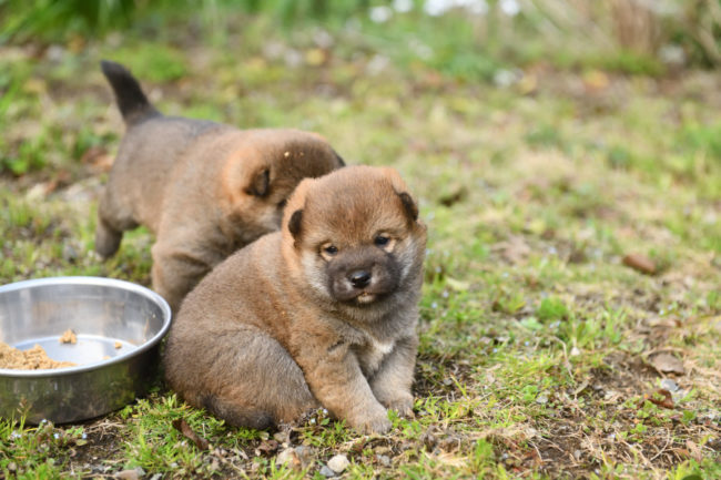 離乳食開始の柴犬の子犬
