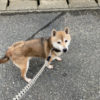 柴犬かりん14歳