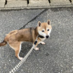柴犬かりん14歳