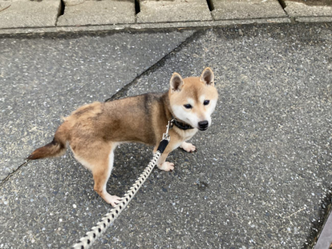 柴犬かりん14歳
