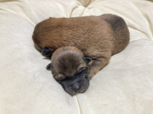 生後4日目のオスの柴犬の子犬2匹