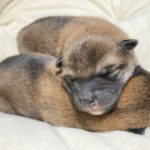 生後4日目のオスの柴犬の子犬2匹