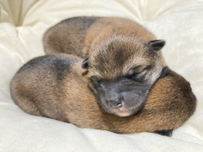 生後4日目のオスの柴犬の子犬2匹