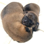 生後8日目の柴犬の子犬