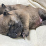 生後9日目の柴犬オスの子犬2匹