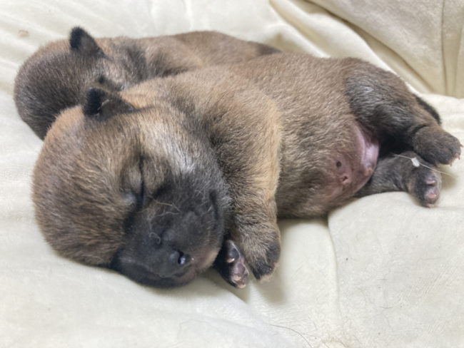 生後9日目の柴犬オスの子犬2匹