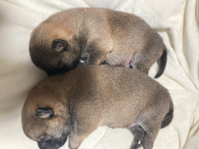 生後9日目の柴犬オスの子犬2匹