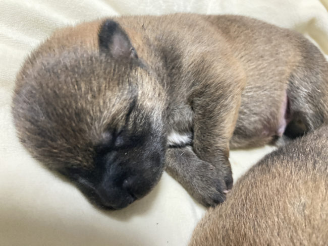 生後9日目の柴犬オスの子犬2匹