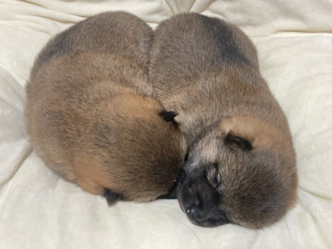 生後18日目のオスの子犬2匹