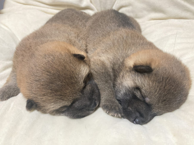 生後18日目のオスの子犬2匹