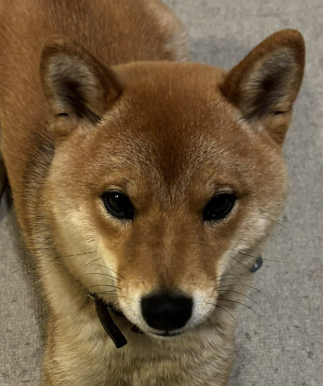 1歳のお誕生日の柴犬こころちゃん2