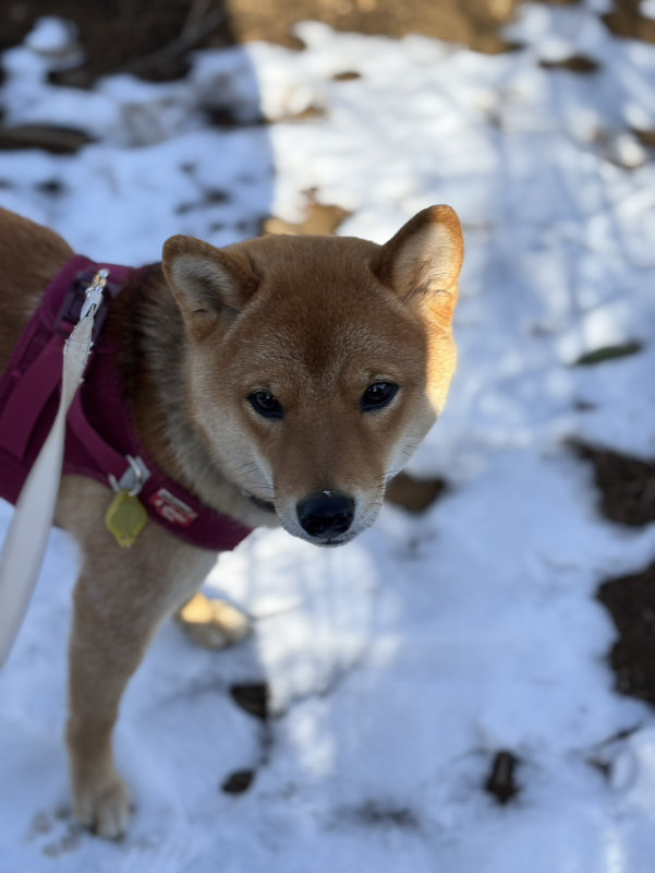 1歳のお誕生日の柴犬こころちゃん