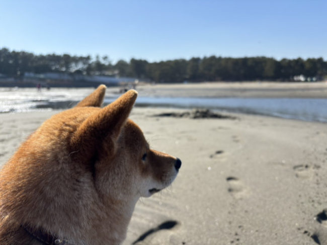 海を眺める柴犬ここちゃん