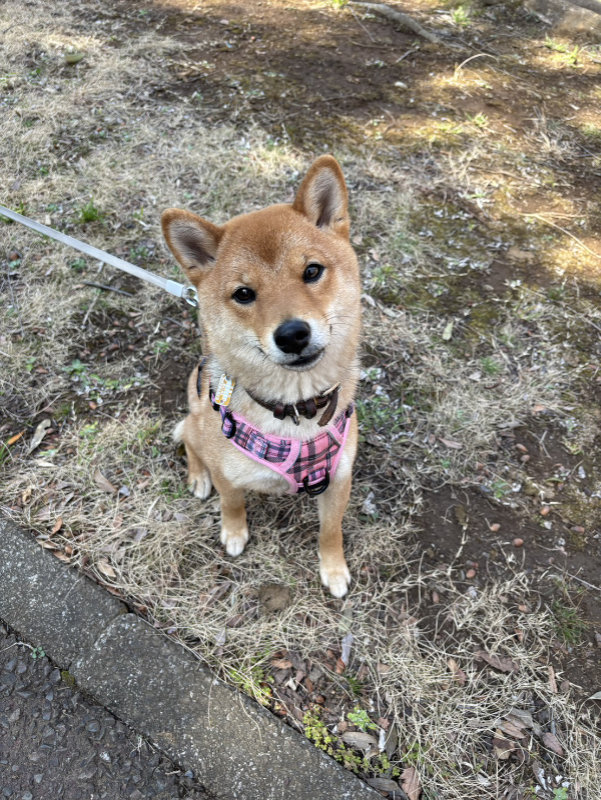 見上げる柴犬ここちゃん
