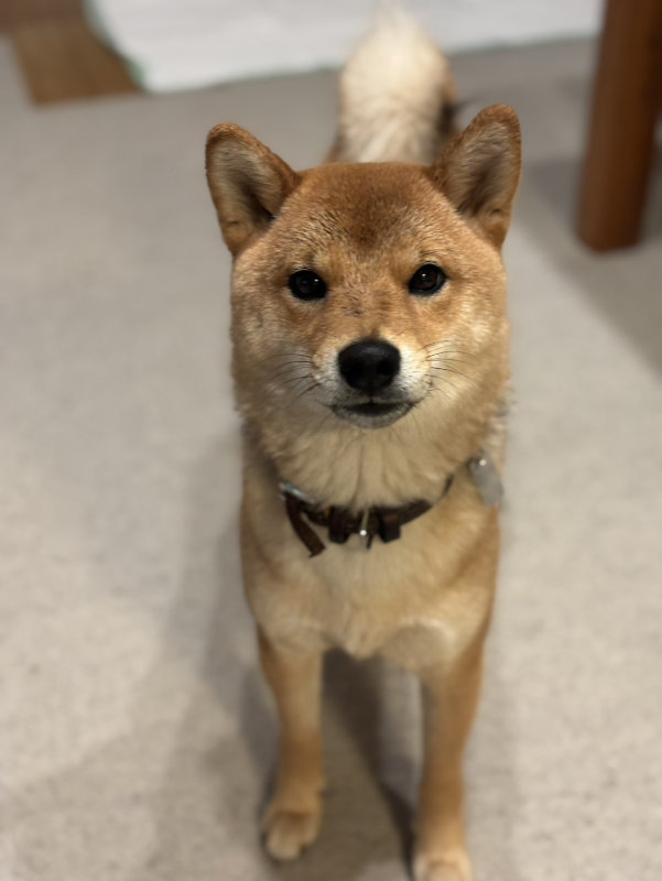 1歳のお誕生日の柴犬こころちゃん