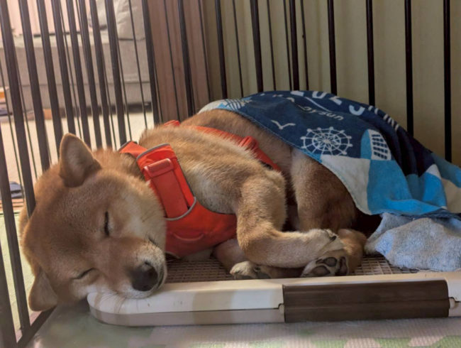 お昼寝中の柴犬しいちゃん