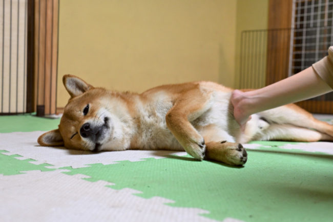 飼い主様に撫でられる柴犬しいちゃん