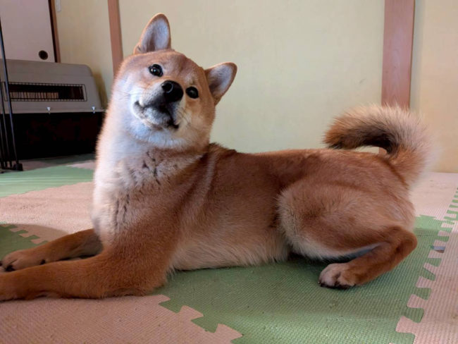 柴犬しいちゃん