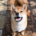 笑顔で見上げるしばいぬしいちゃん
