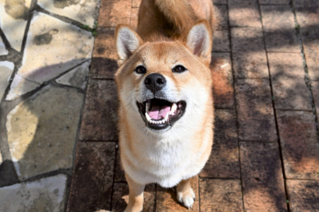 笑顔で見上げるしばいぬしいちゃん