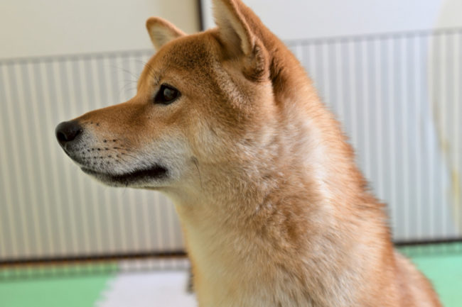 大人っぽい表情の柴犬しいちゃん