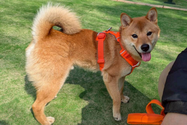 最高の笑顔の柴犬しいちゃん