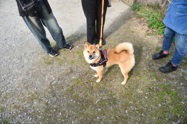 柴犬佐助くん1歳