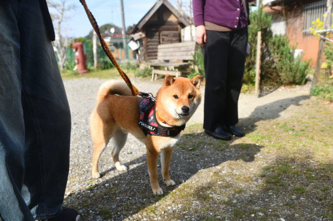 柴犬佐助くん1歳
