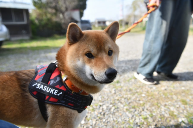 柴犬佐助くん1歳