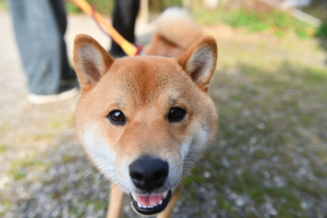 柴犬佐助くんの顔ドアップ