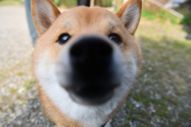 柴犬佐助くんの顔ドアップ